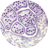 Synevra UltraLift Ingredients